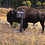 BuffoBill